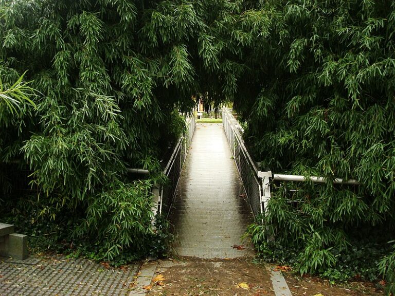 Jardin des Bambous in Parc de la Villette, Paris