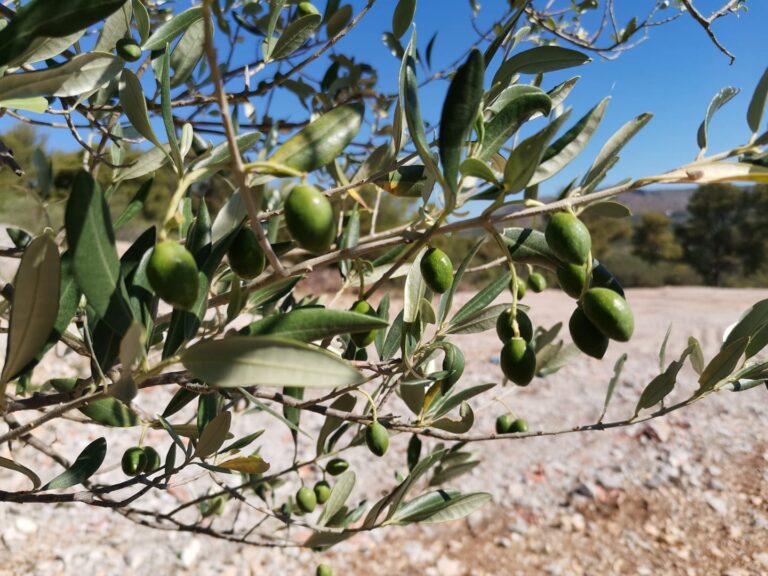 Family olive farms in Dalmatia