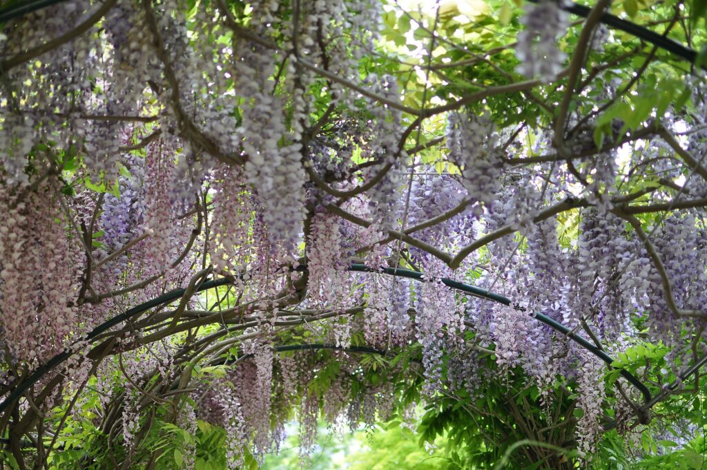 In Rueil-Malmaison's Parc des Impressionnistes, wisteria gracefully cascades over trellises, infusing the scene with a fragrant beauty that calls to mind the region's artistic legacy.
Is this conversation helpful so far?