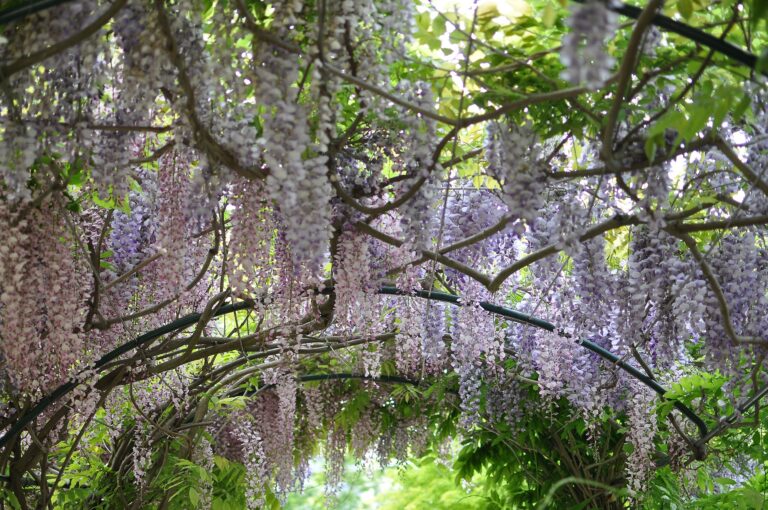 Wisteria produces clusters of fragrant, pea-like flowers in various colors, with scents ranging from musky to sweet.