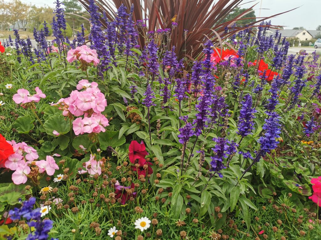 To enjoy city-planted flowers, take a leisurely stroll through parks and green spaces, pausing to admire the vibrant colors and intricate arrangements.