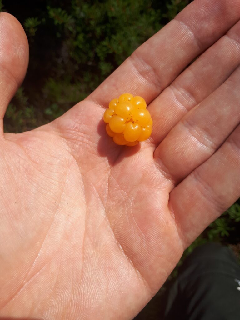 picking cloudberries in Finland